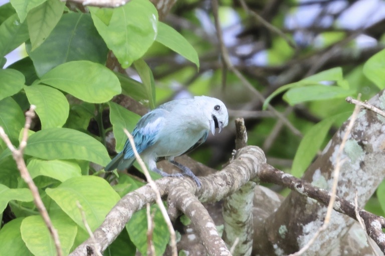 Blue-gray Tanager