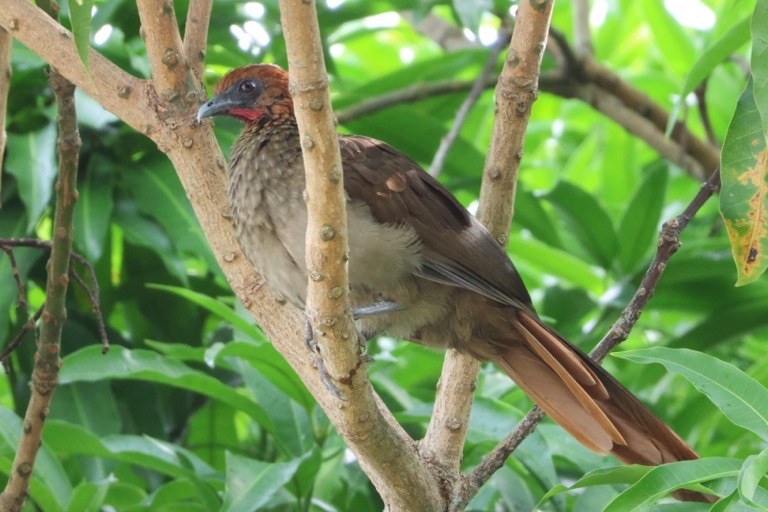 Chestnut-headed Chachalaca