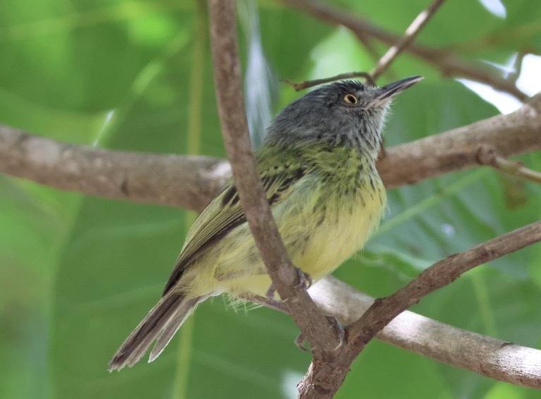 Spotted Tody-Flycatcher