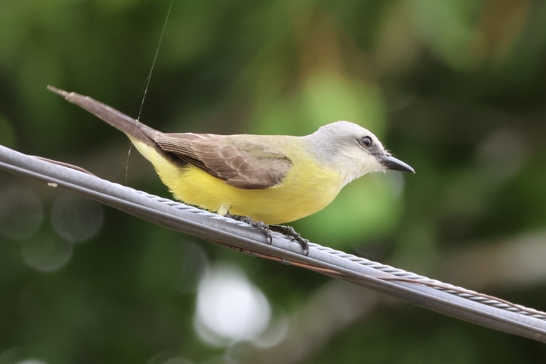 White-throated Kingbird