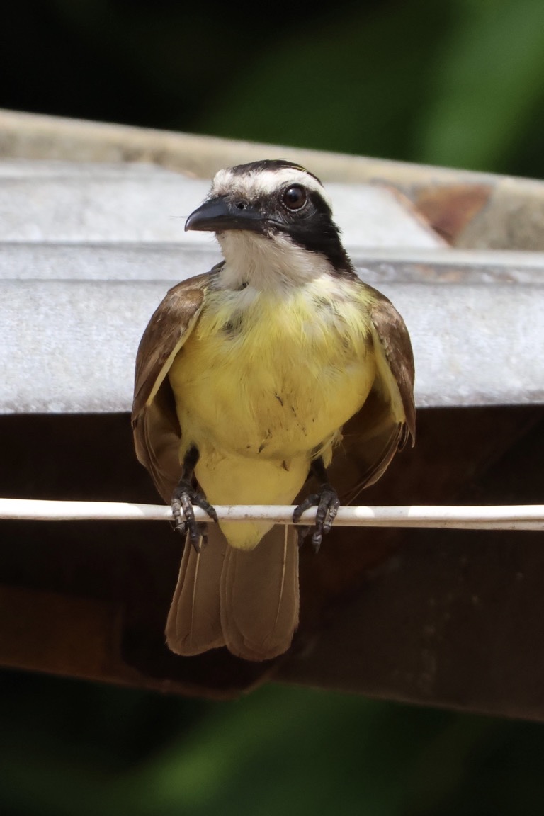 Great Kiskadee