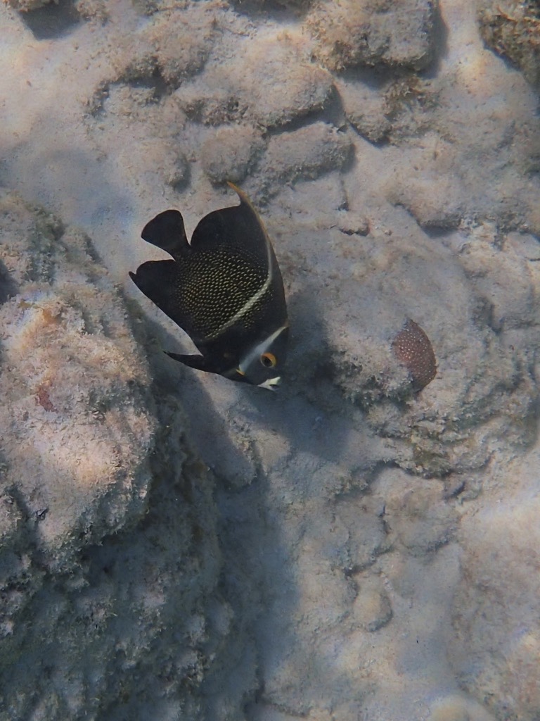 French Angelfish