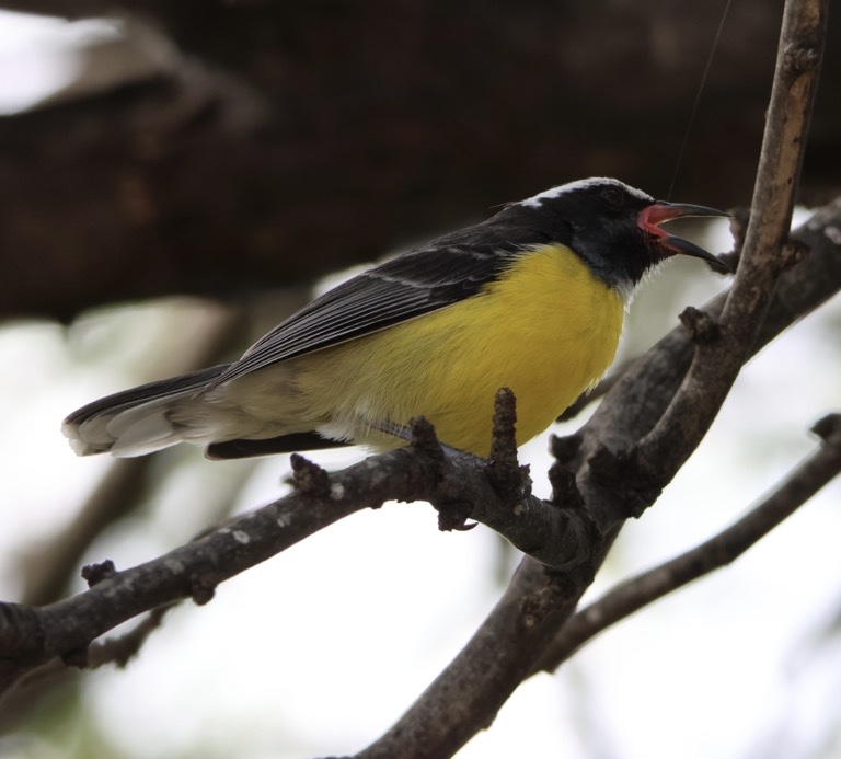 Bananaquit