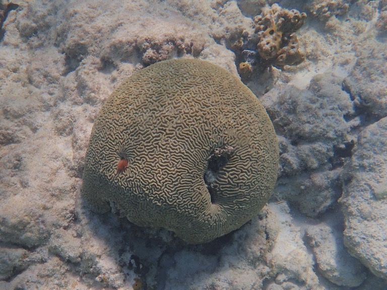 Brain Coral