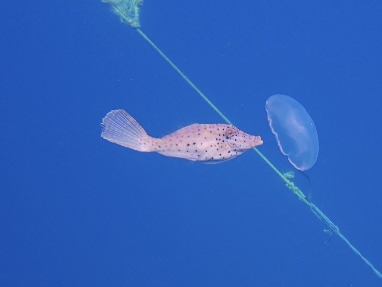 Scrawled Filefish chasing a jellyfish