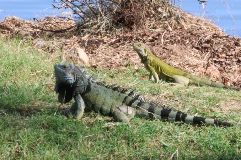 Green Iguanas