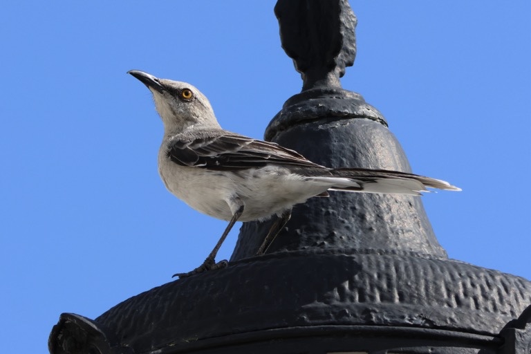 Tropical Mockingbird