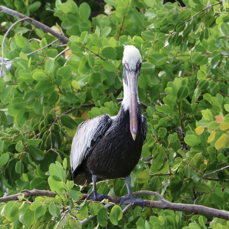 Brown Pelican