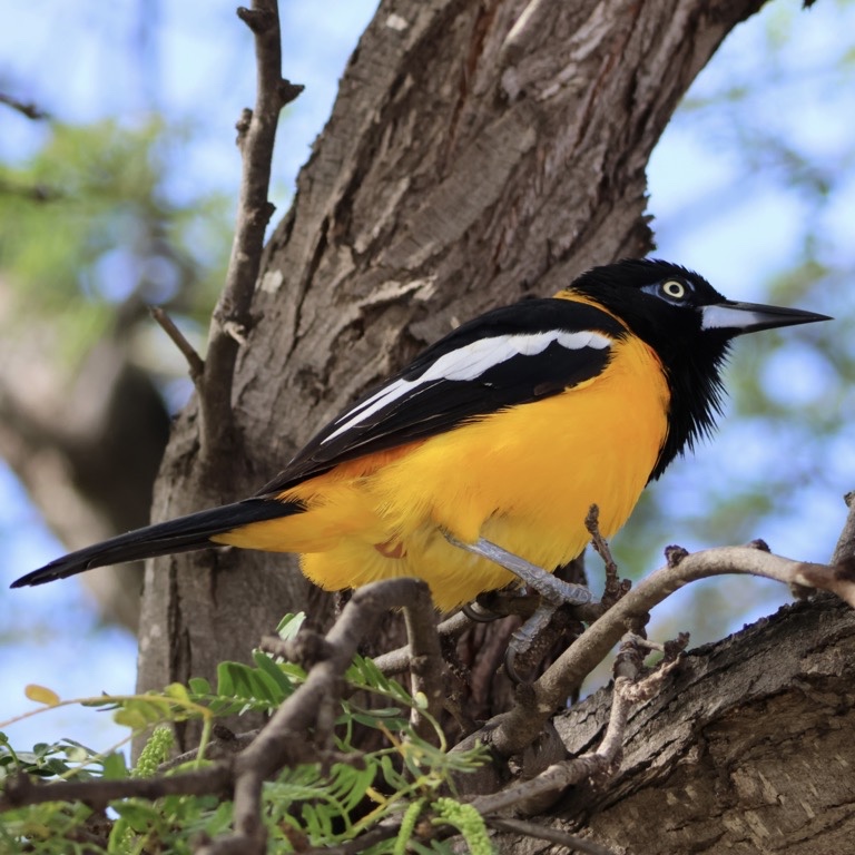 Venezuelan Trouplial