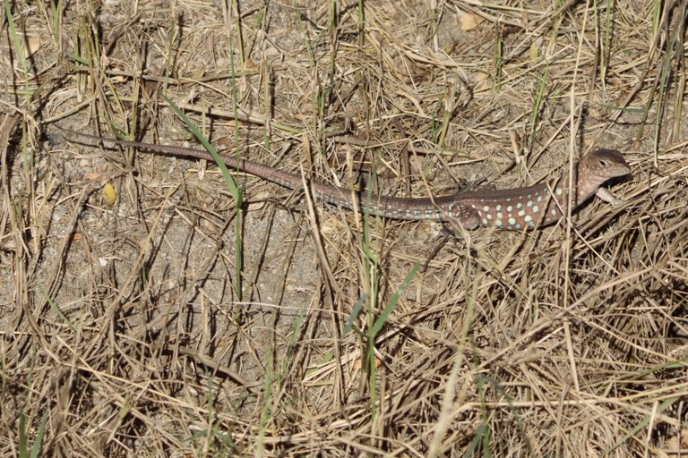 Aruban whiptail