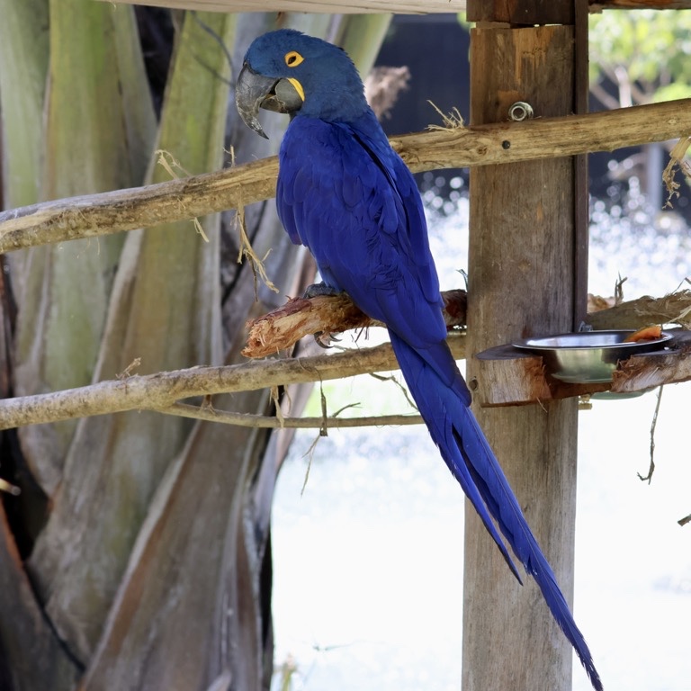 Blue Macaw