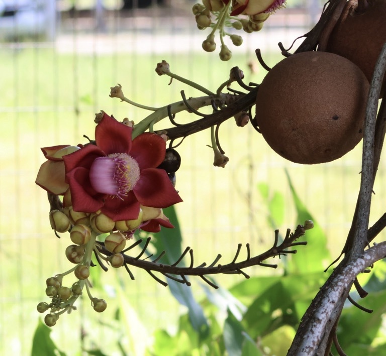 Cannonball bloom and fruit