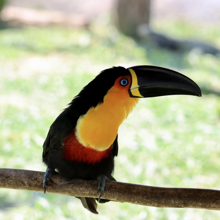 Channel-Billed Toucan