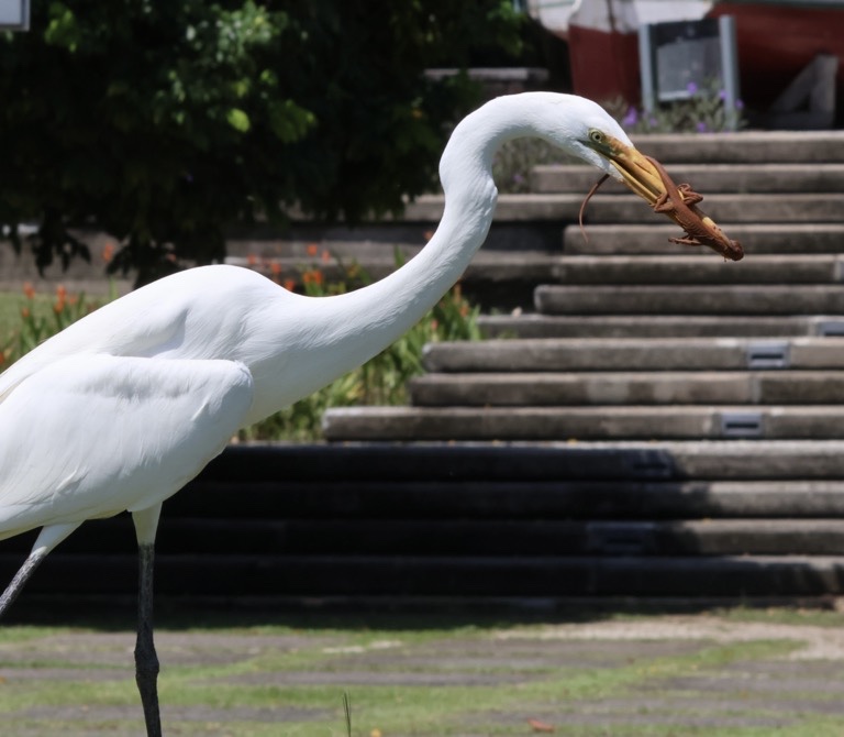 Great Egret with a lizard