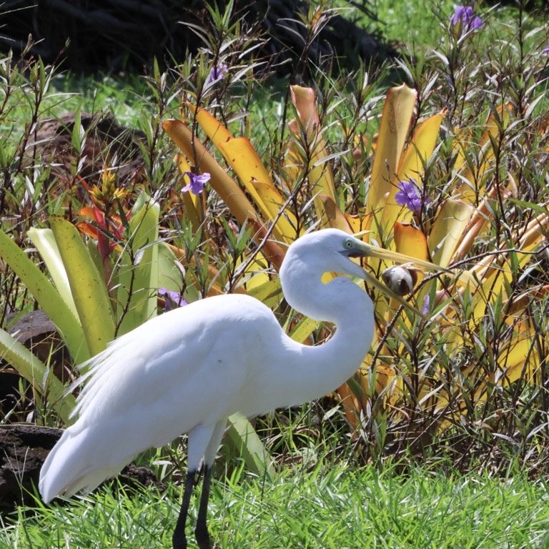 Egret with a root