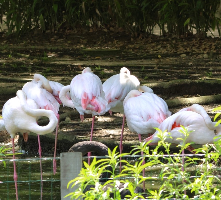 Flamingos