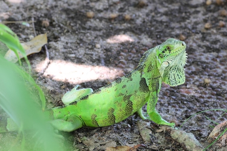 Green Iguana