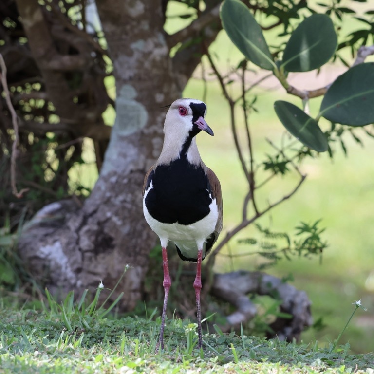 Southern Lapwing