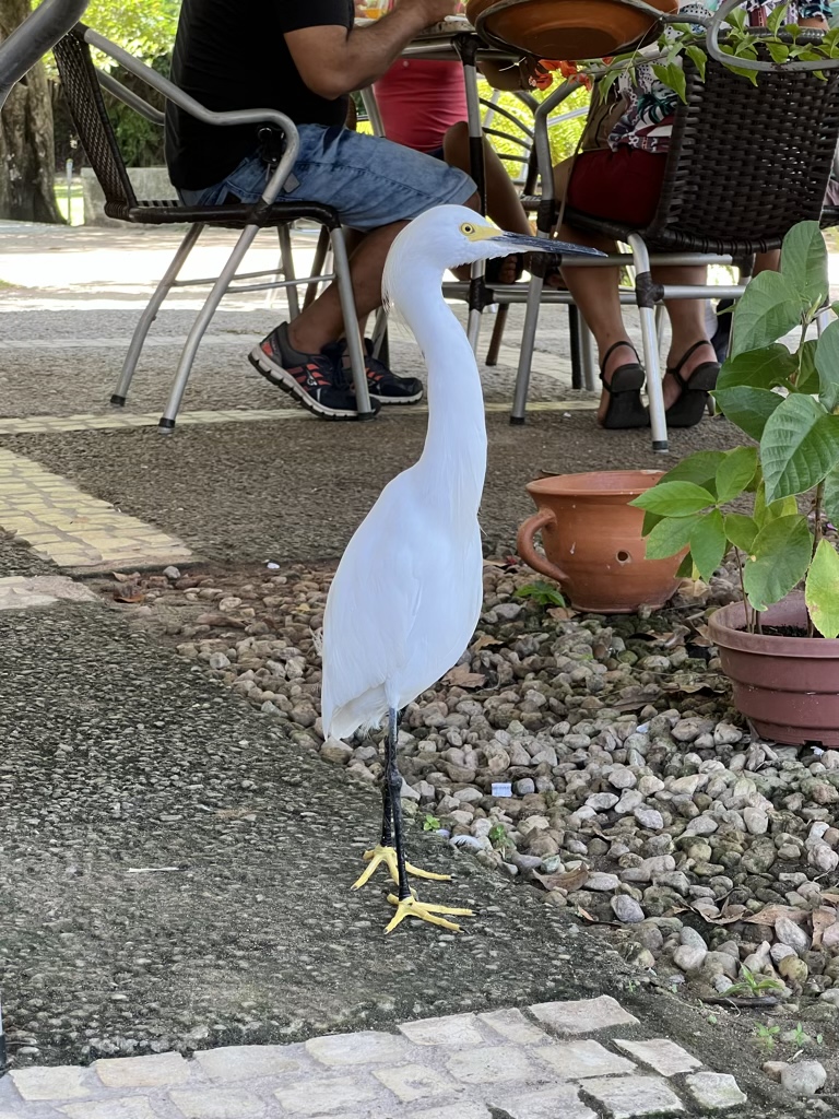 Snowy Egret