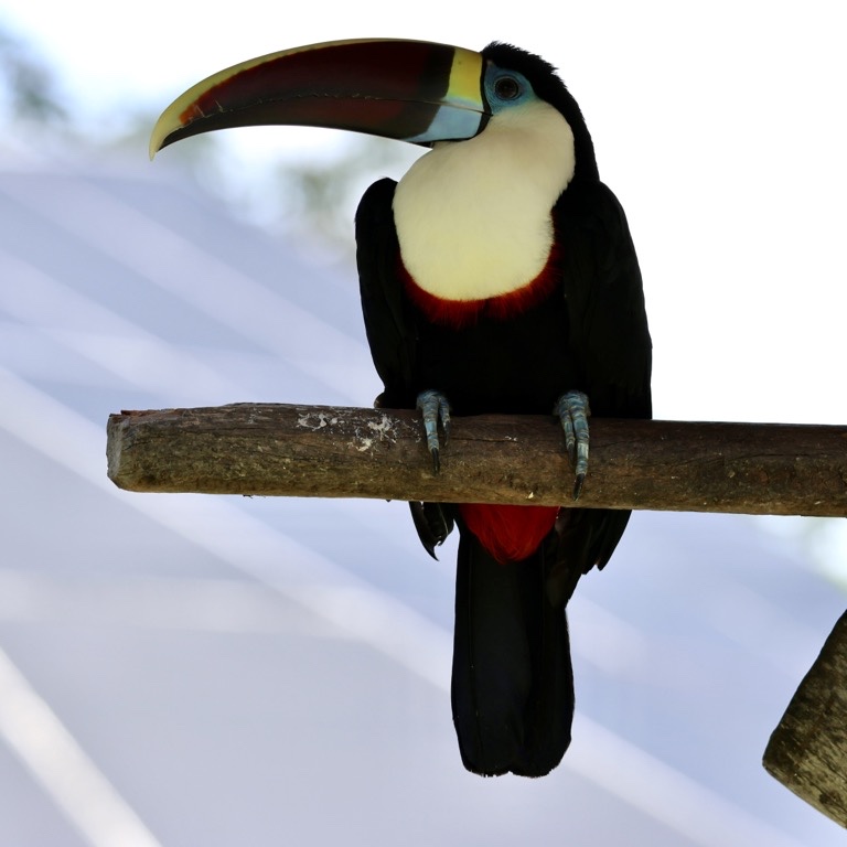 White-Throated Toucan