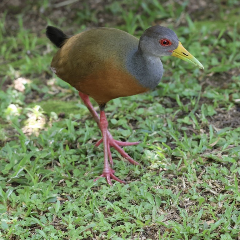 Grey-Cowled Wood Rail