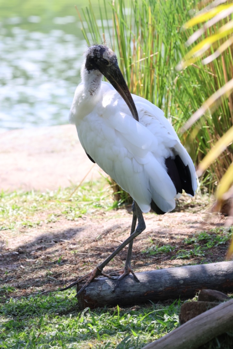 Wood Stork