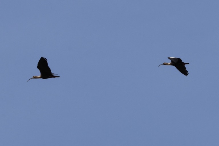 Buff-necked Ibis