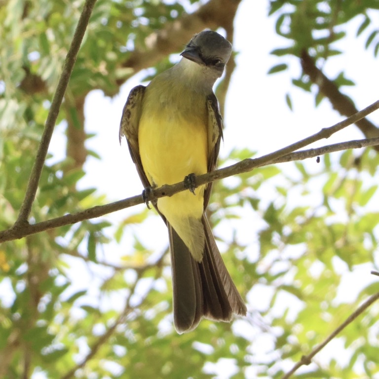 Tropical Kingbird