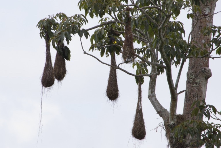 Crested Oropendola and nests