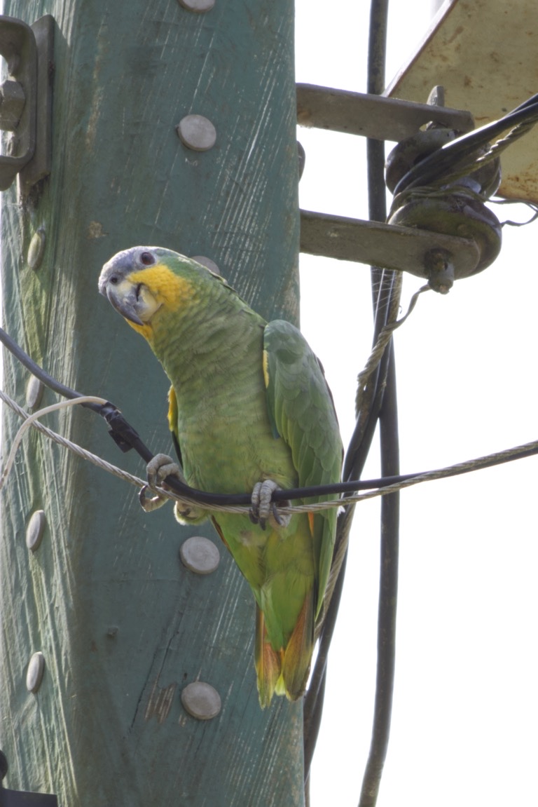 Orange-winged Parrot