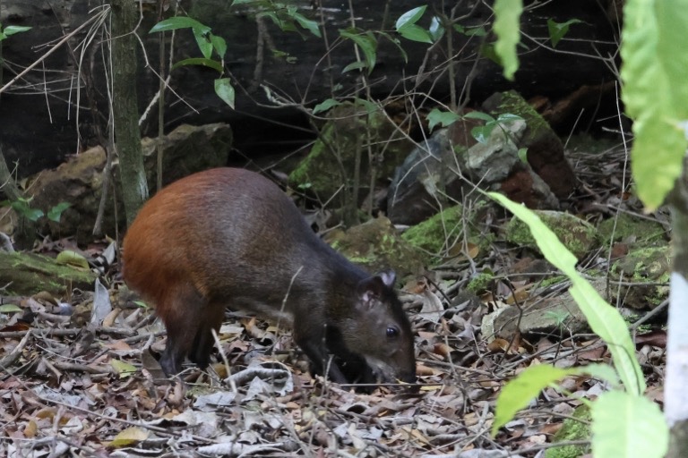 Red-rumped Agouti