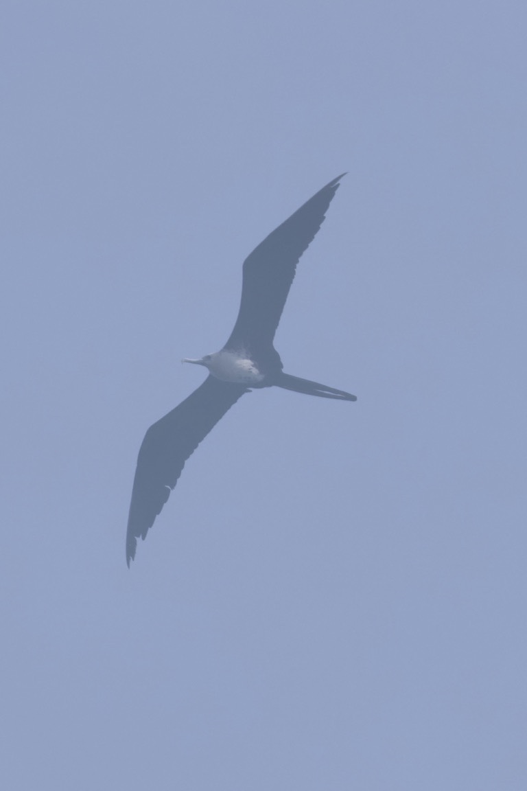 Frigatebird