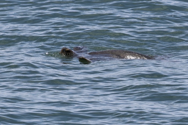 Green sea turtle