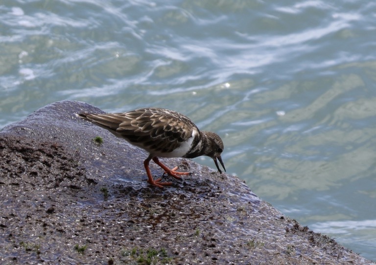 Ruddy Turnstone