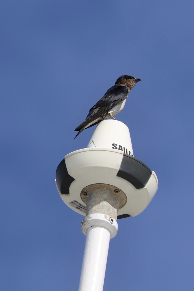 Purple Martin