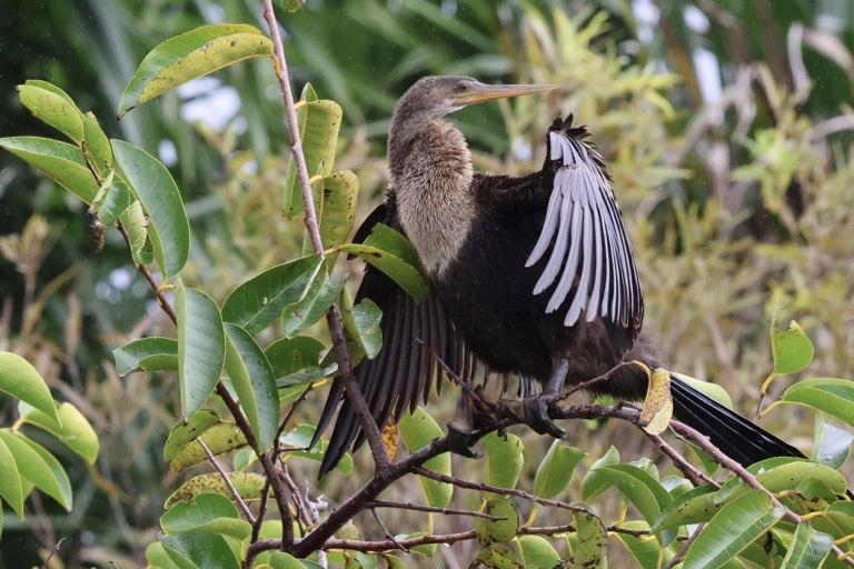 Anhinga