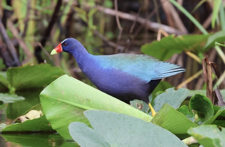 Purple Gallinule