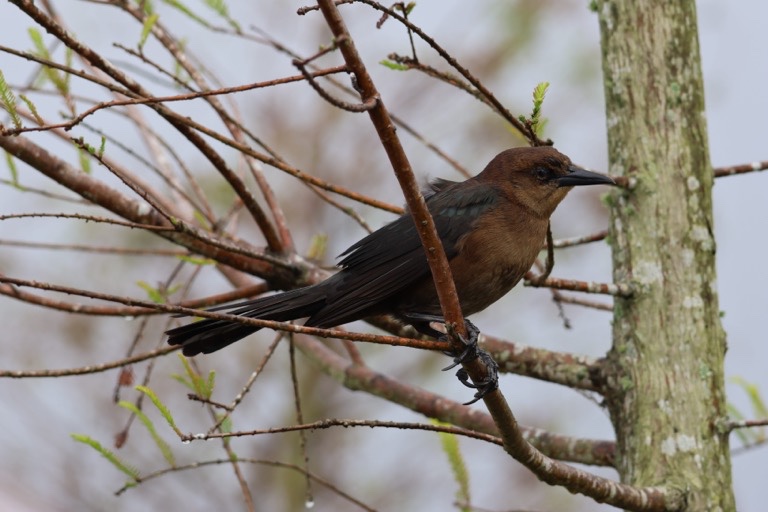 Boat-tailed Grackle