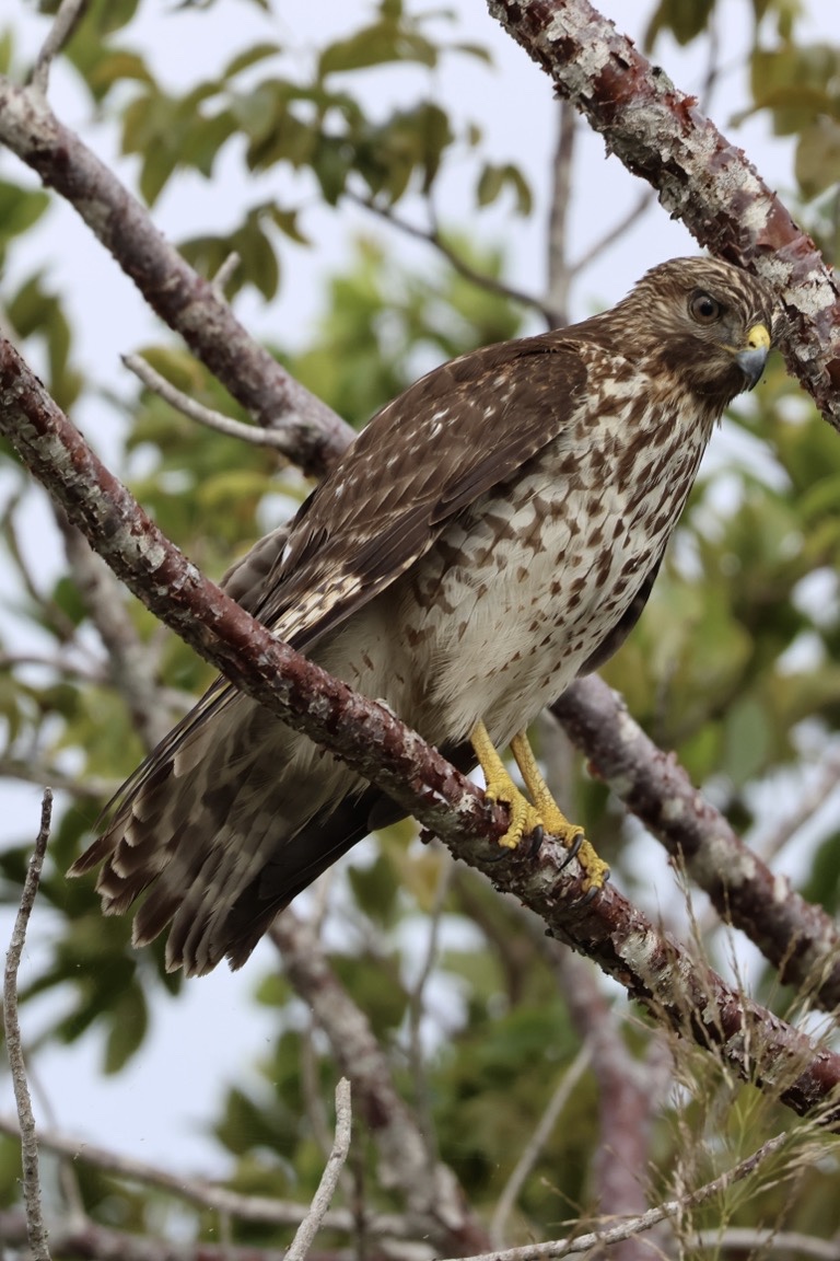 Red-shouldered Hawk