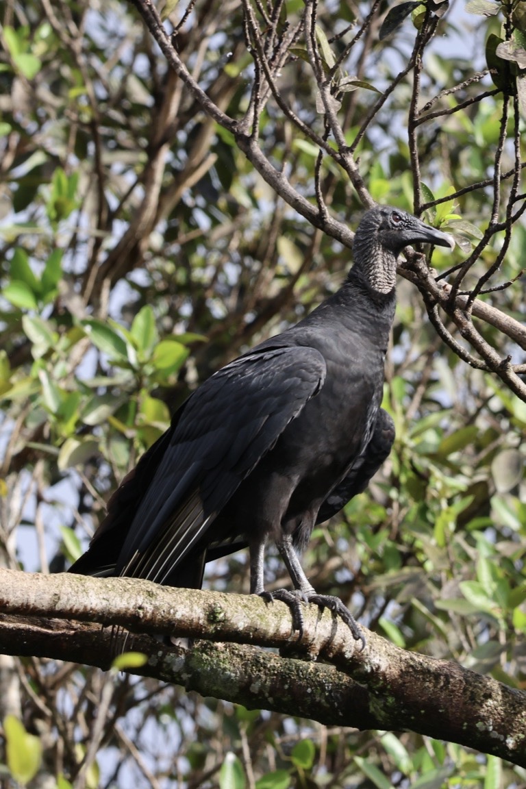 Black Vulture