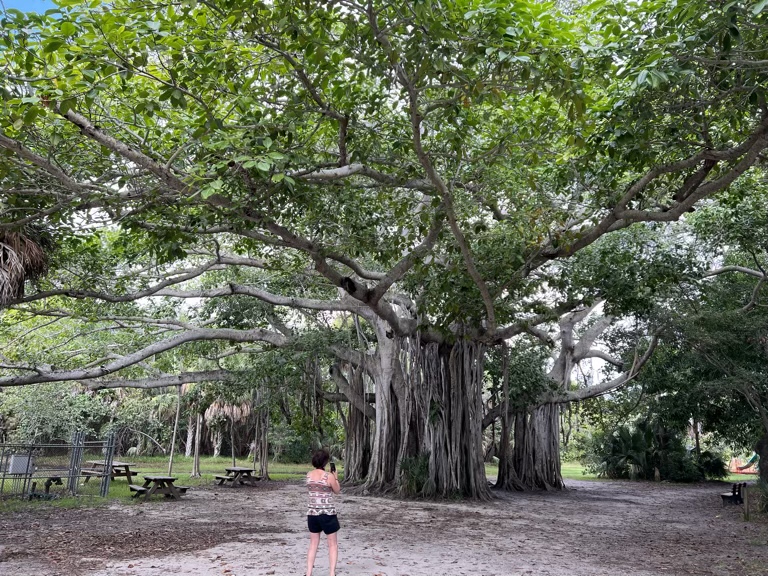 Banyan tree