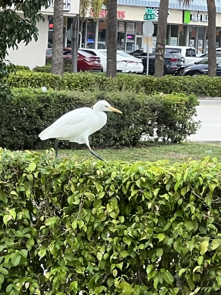 Cattle Egret