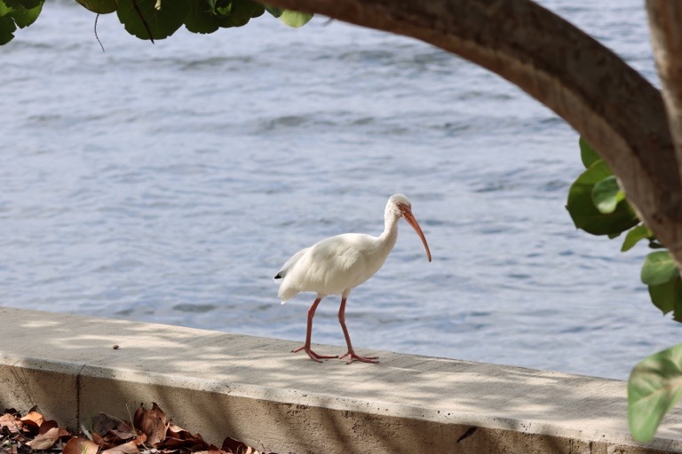 White Ibis