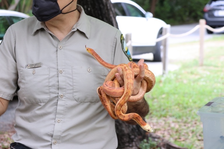 Scaleless Rat snakes