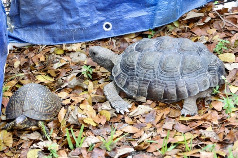 Gopher tortoise and box turtle