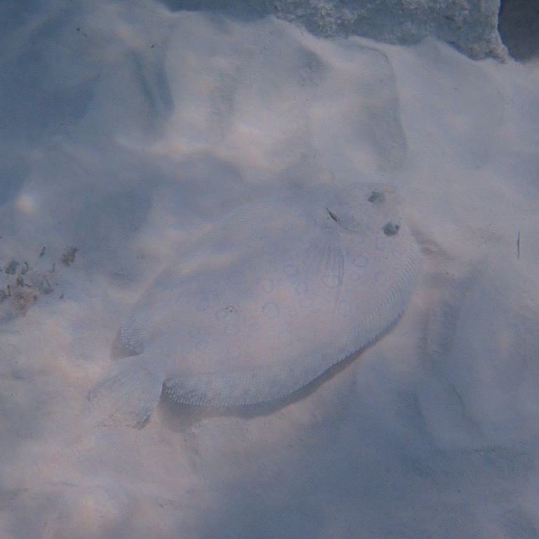 Atlantic Peacock Flounder