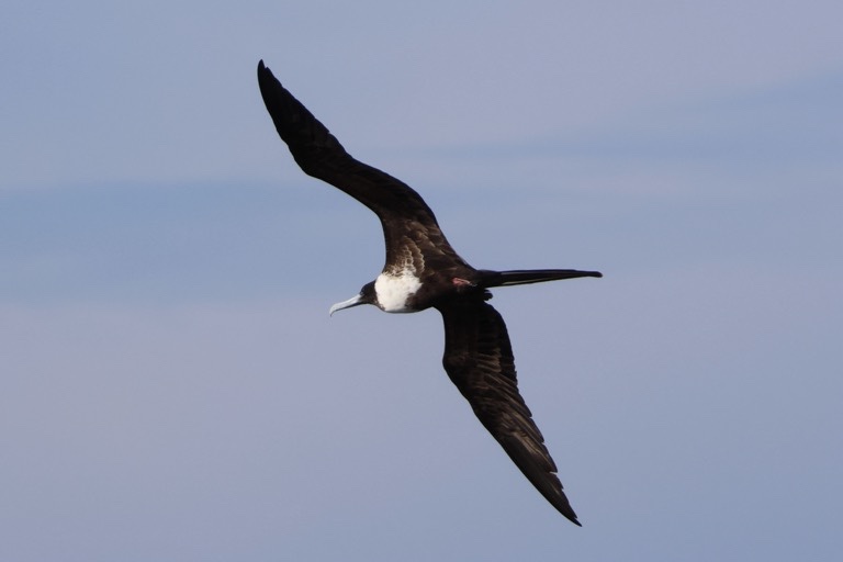 Magnificent Frigatebird