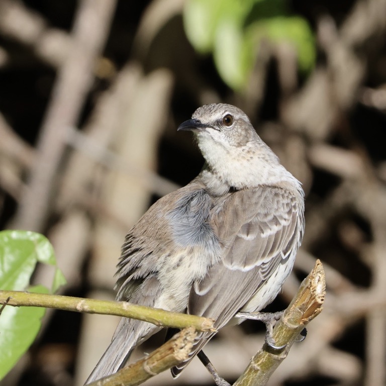 Bahama Mockingbird