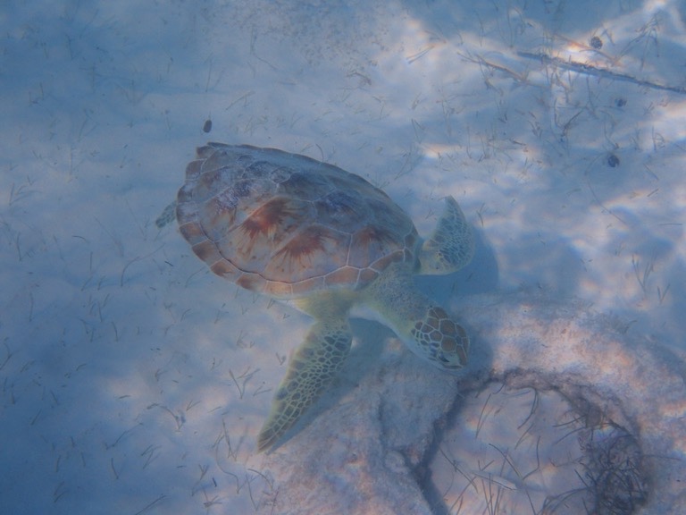 Green Turtle