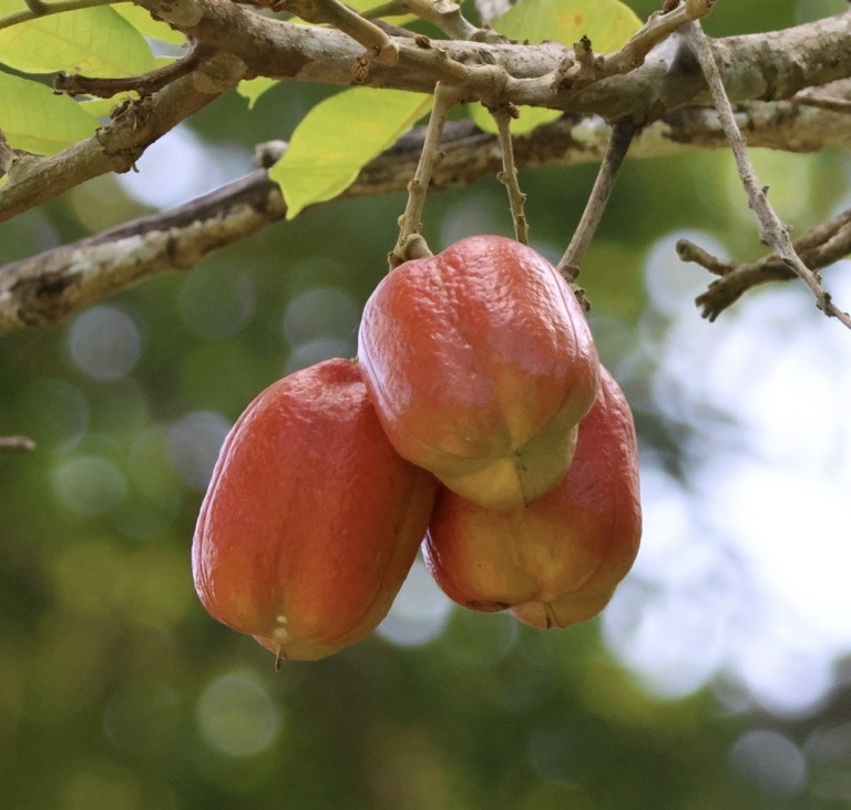 Ackee fruit